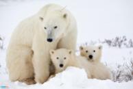 Cute-Polar-Bear-polar-bears-35634913-1600-1067