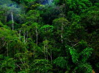 rain-forest1a
